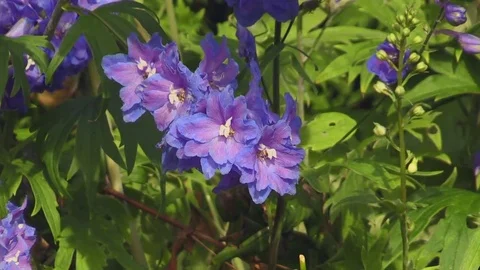 (Graded) A Group of Small Blue flowers Vidéo 69233266