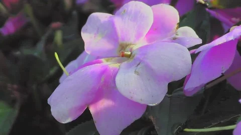 (Graded) Light Pink and White Flowers Видео 69239052