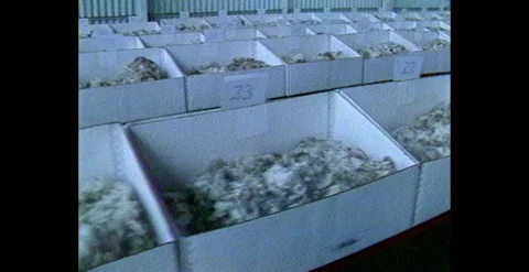 Graded Wool Packed in Boxes for Export – Australia (1984) Stock Footage 310484558
