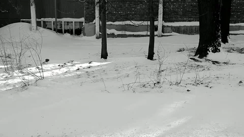 Grader Cleans The Street Of Snow On The Front View In Monochrome Stock Footage 84656136