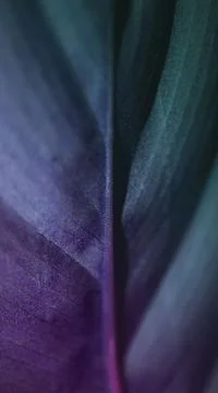 The gradient colored back side of a tropical leaf Stock Photos