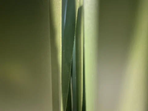 Gradient green background with the middle line being grass. Stock Illustration