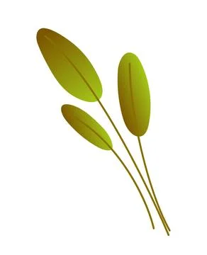 Gradient leaves concept. Green bright foliage. Tropical and exotic plant Stock-Illustration