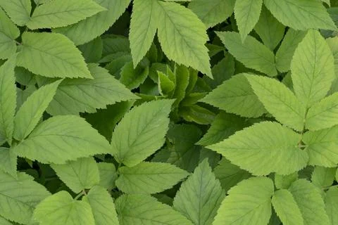 Gradient of  Leaves with Different Shades Foto stock