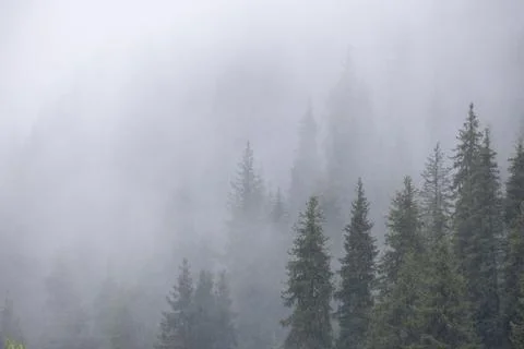 Gradient natural mountain background of forest and tall fir trees in thick fo Foto stock