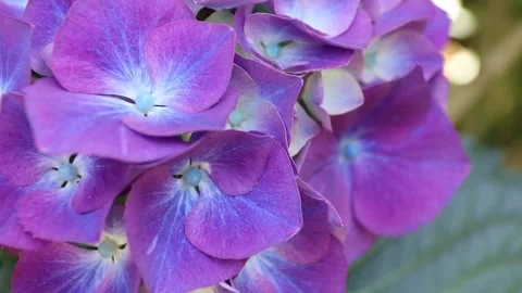 Gradient purple blue hydrangea flowers with golden bokeh macro video 動画素材 337870317
