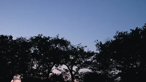 Gradient Sky at Dusk and Silhouette of Trees Swaying in the Wind Vídeo Stock 335194878