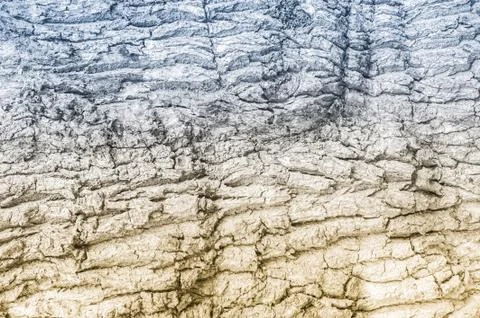 Gradient tree bark Stock Photos