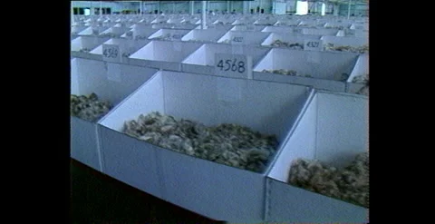 Grading and Baling Australian Wool for Export – Wool Shed (1983) Video stock 310438769