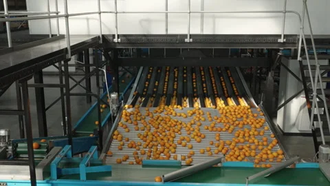 Grading Lanes Distributing Orange Fruit Across Automated Sorting Tables Vídeo Stock 338108691