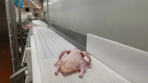 Grading of whole ducks on the slaughter line Stock Footage 144244858