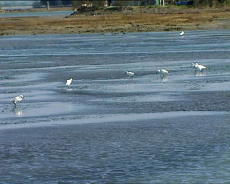 GRADO herons in the lagoon 2 Stock-Footage 23927380