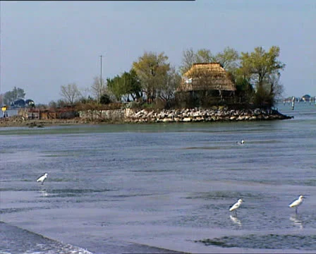 GRADO herons in the lagoon 動画素材 23927037