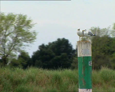 GRADO seagulls in the lagoon Stock-Footage 23928802