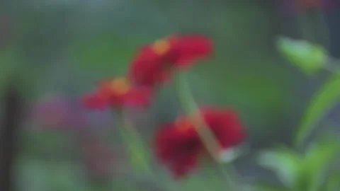 Gradual focus from blur to sharp close up view of zinnia red flower or sunflower Stock Footage 148997481