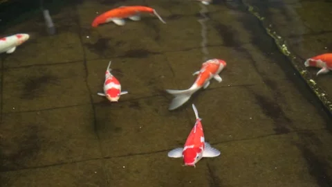 Gradual focus to close up view of Koi fishes swimming Stock Footage 150028410