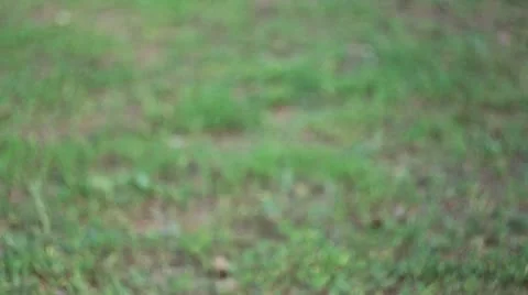 Gradual focus shift to grass Stock Footage 11518961