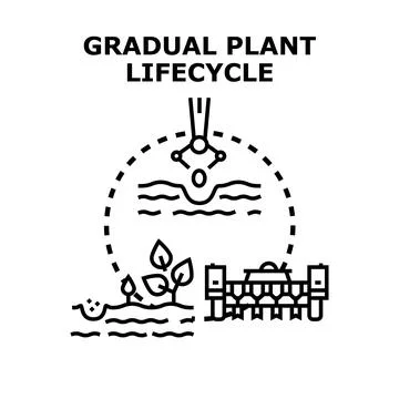 Gradual plant lifecycle vector concept planting development Stock Illustration