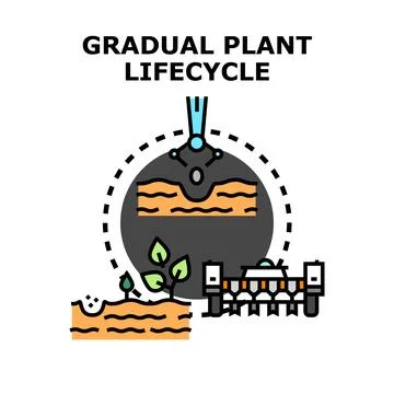 Gradual plant lifecycle vector concept planting development Stock Illustration