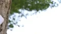 Graduate 7942 HD Footage