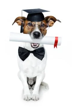 Graduated dog Stock Photos