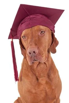 Graduation dog Stock Photos