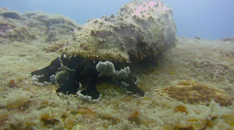 Graeffes sea cucumber. Pearsonothuria graeffei 動画素材 39089812