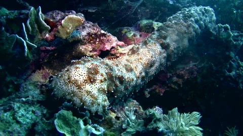 Graeffi sea cucumber (Pearsonathuria graeffei) crawling Stock Footage 6732273