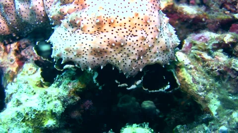 Graeffi sea cucumber (Pearsonathuria graeffei) crawling, close up Stock Footage 6732276