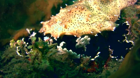 Graeffi sea cucumber (Pearsonathuria graeffei) crawling Stock Footage 59196490