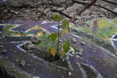 Graffiti on broken Berlin Wall with new plant Stock Photos