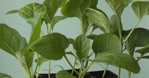 Graffiti eggplant seedlings. 스톡 동영상 332494014