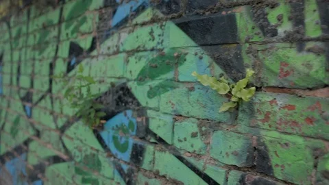 Graffiti Wall close up moving along brick work Stock Footage 115364440