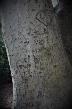 Grafitti Tree Stock Photos