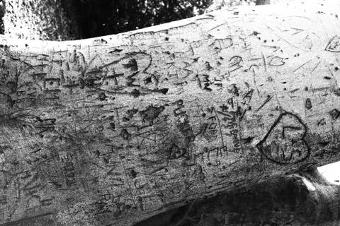 Grafitti Tree Stock Photos