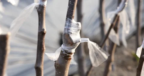 Graft apple tree branches together Vidéo 162639705