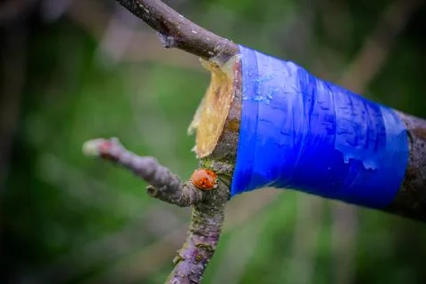 Grafted apple tree branch wrapped in blue tape. With a red insect. Stock Photos