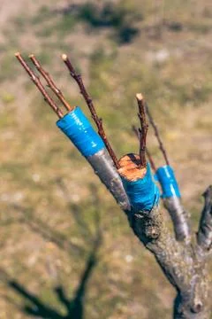 Grafted apricot tree onto plum using the cleft method. Scion and rootstock,.. Fotos Stock