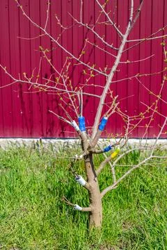 Grafted fruit tree in early spring against a fence. Cultivation and agricul.. Stock Photos