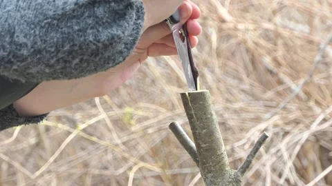 Grafted fruit tree in an orchard Stock Footage 167132531