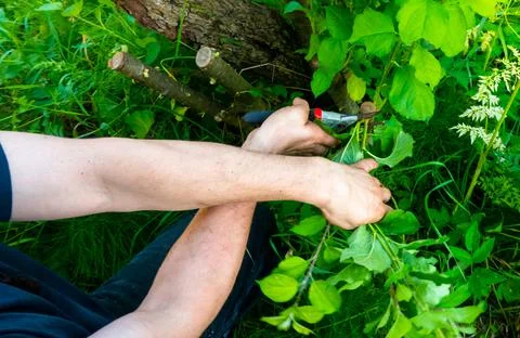 Grafted fruit tree in an orchard Stock Photos