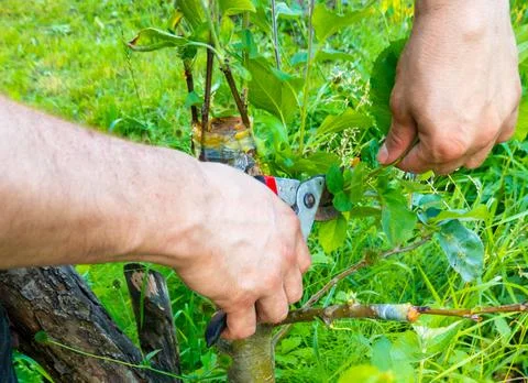 Grafted fruit tree in an orchard Stock Photos