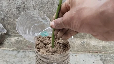 Grafted rose planting in plastic bottle by hand. Stock Footage 253175798