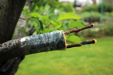 Grafting apple tree in cleft using cuttings. Stock Photos