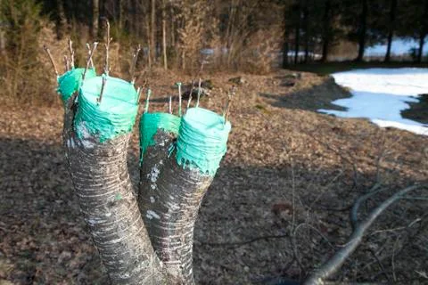 Grafting fruit tree, final phase Stock Photos