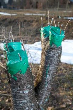 Grafting fruit tree, final phase Stock Photos