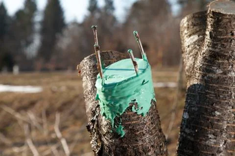 Grafting fruit tree, final phase, protective wax Stock Photos