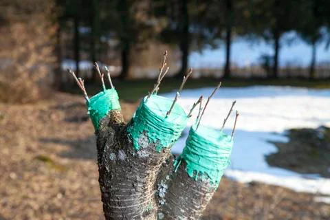 Grafting fruit tree, final phase Stock Photos