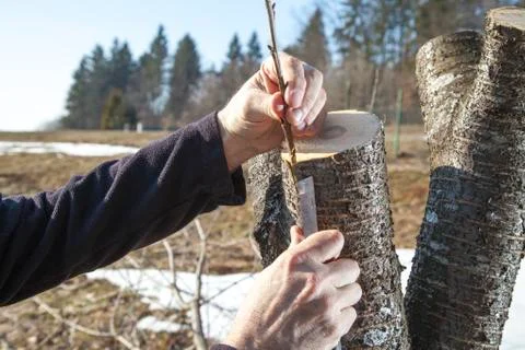 Grafting fruit tree Stock Photos
