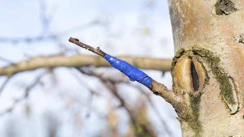 Grafting on a fruit tree in Fotos de archivo